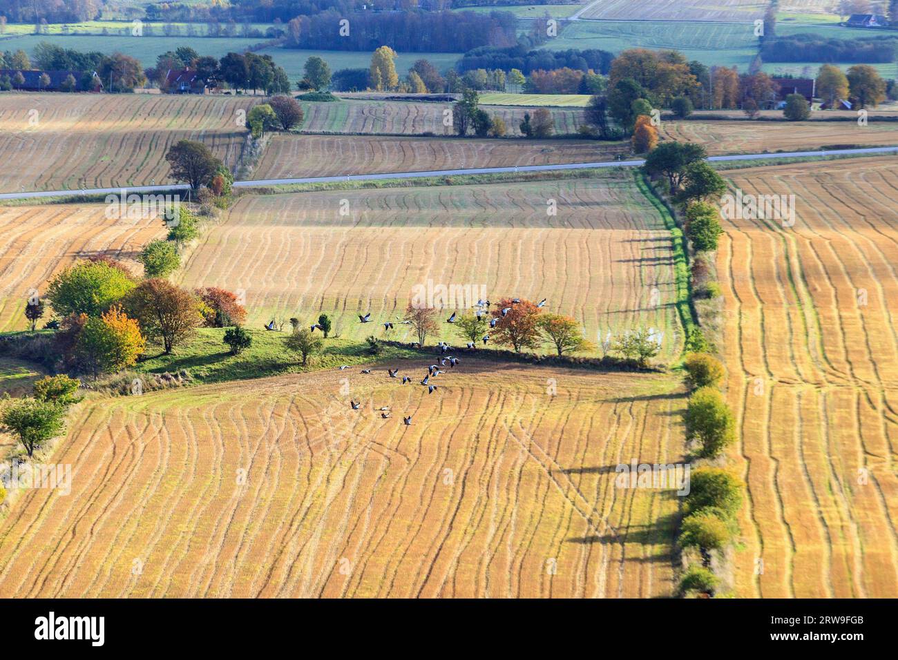 Gregge di gru che sorvolano il paesaggio di campagna Foto Stock