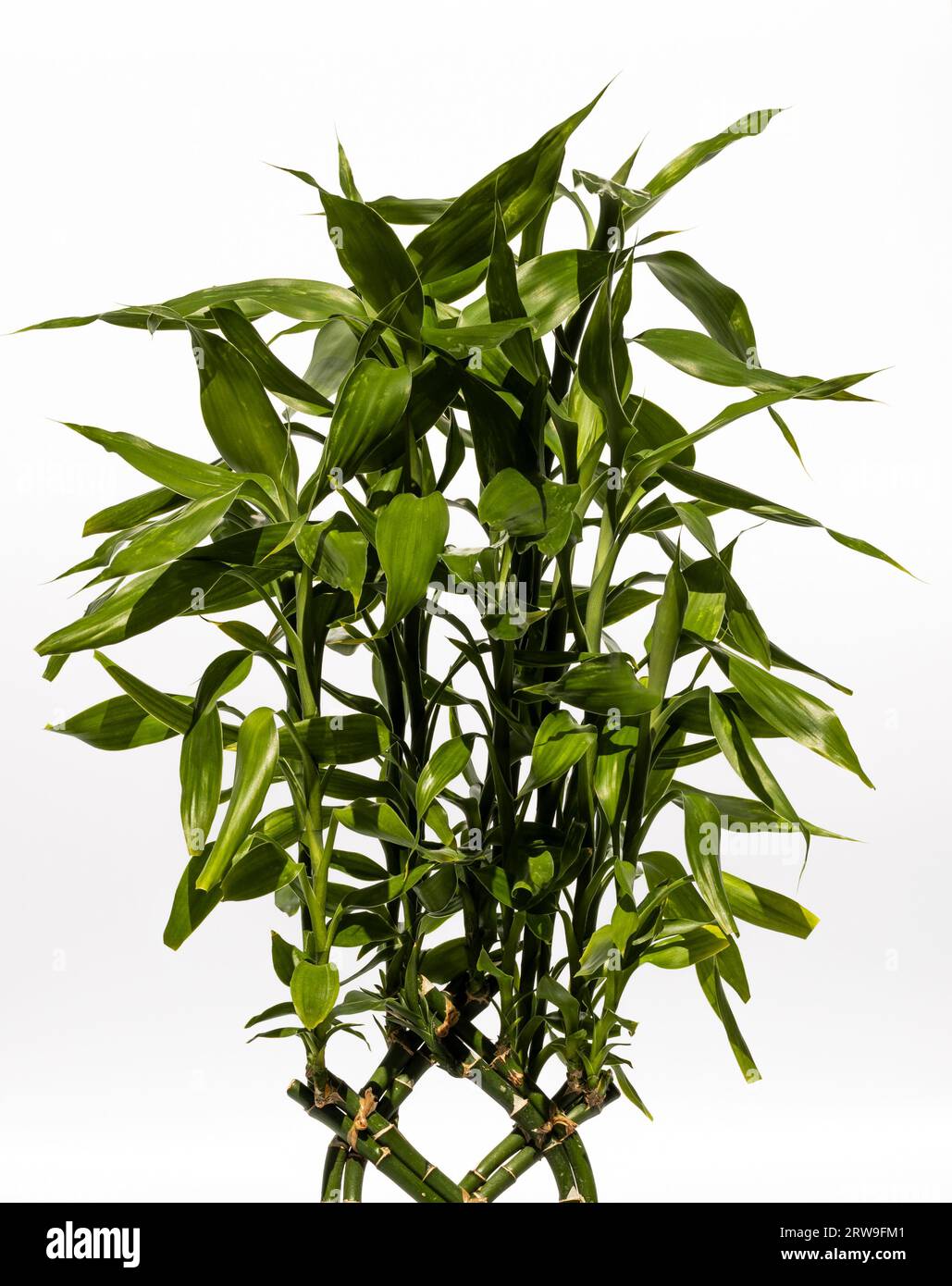 Pianta coperta in vaso di fiori, isolata su sfondo bianco. Dracaena di Sander, dracaena a nastro, bambù fortunato, bambù riccio, bambù d'acqua cinese Foto Stock