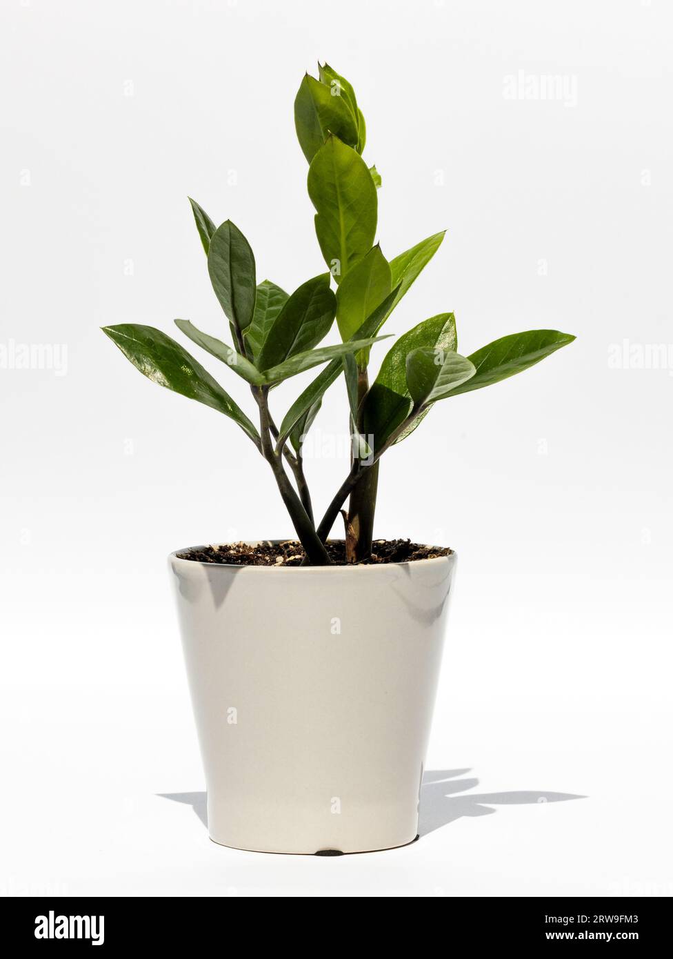 Pianta coperta in vaso di fiori, isolata su sfondo bianco. Zamioculcas, Zanzibar Gem, ZZ Plant, Zuzu Plant, aroid Palm, pianta dell'eternità, amico smeraldo Foto Stock