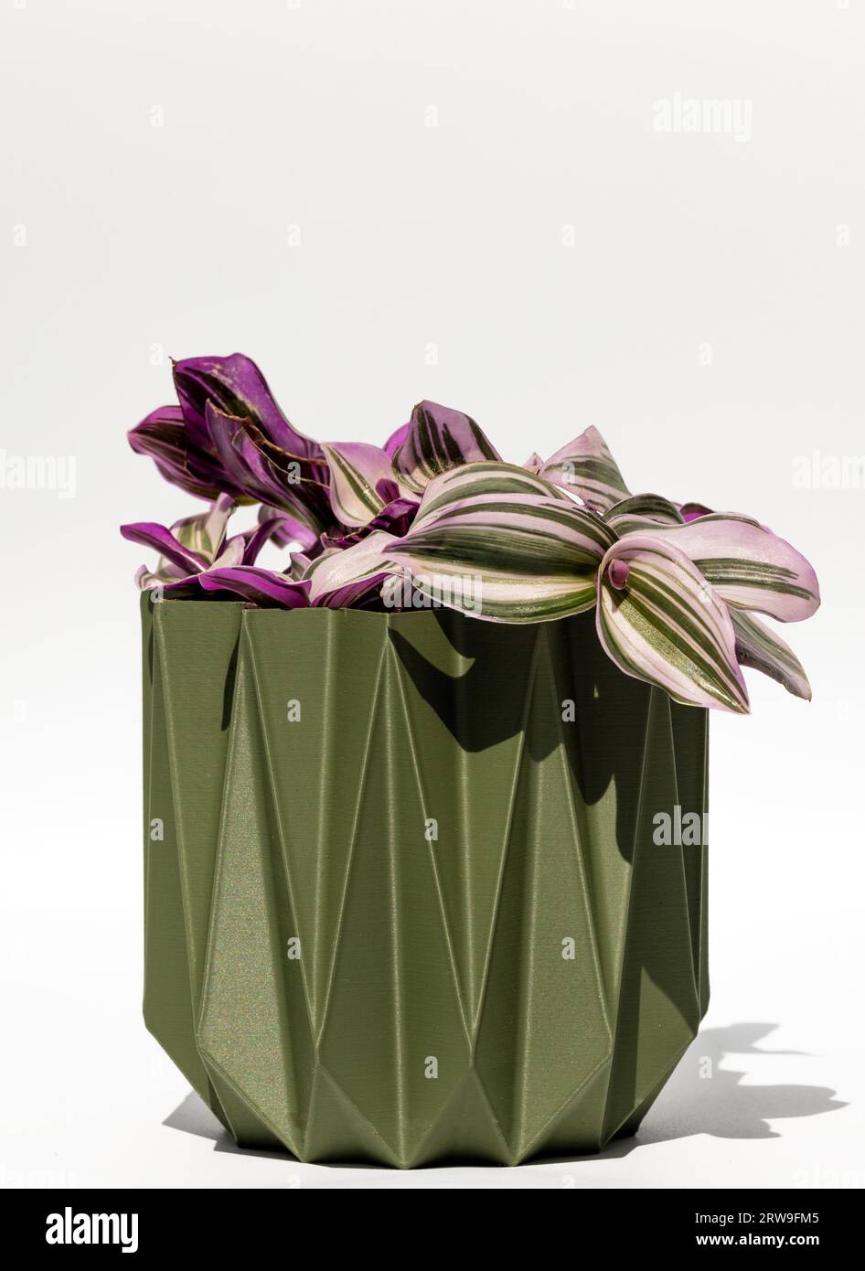 Pianta coperta in vaso di fiori, isolata su sfondo bianco. Mi chiedevo jew tradescantia Foto Stock
