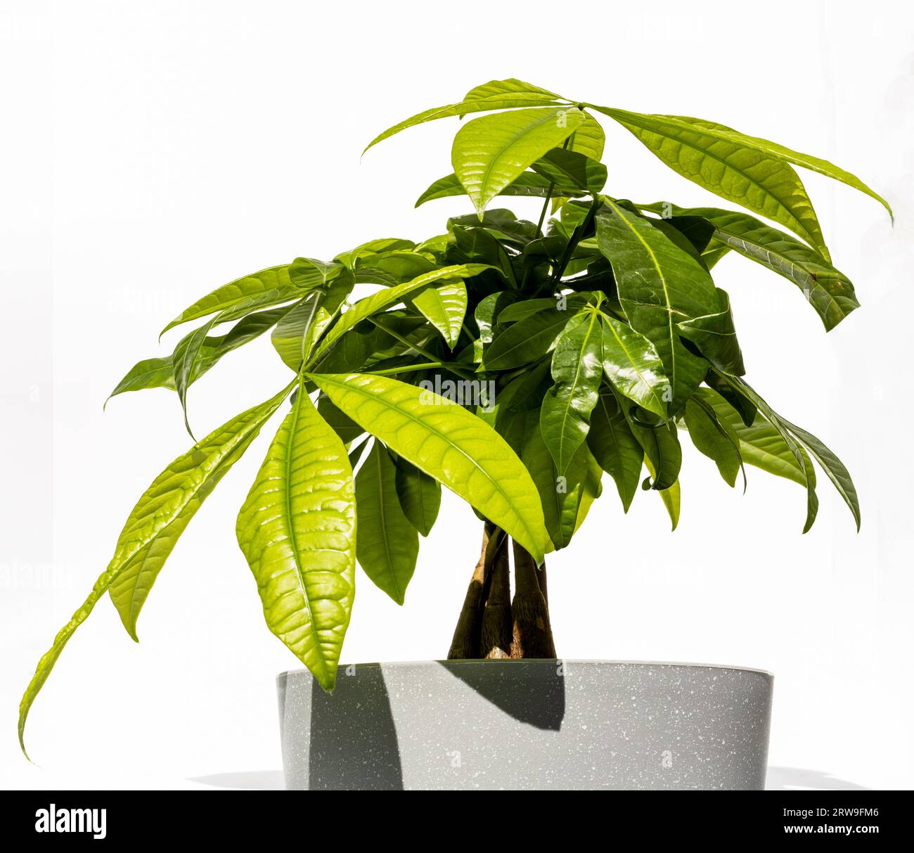 Pianta coperta in vaso di fiori, isolata su sfondo bianco. Albero del denaro (castagno di Malabar, arachidi francese, castagno della Guiana, arboreto, noce di Saba, Foto Stock