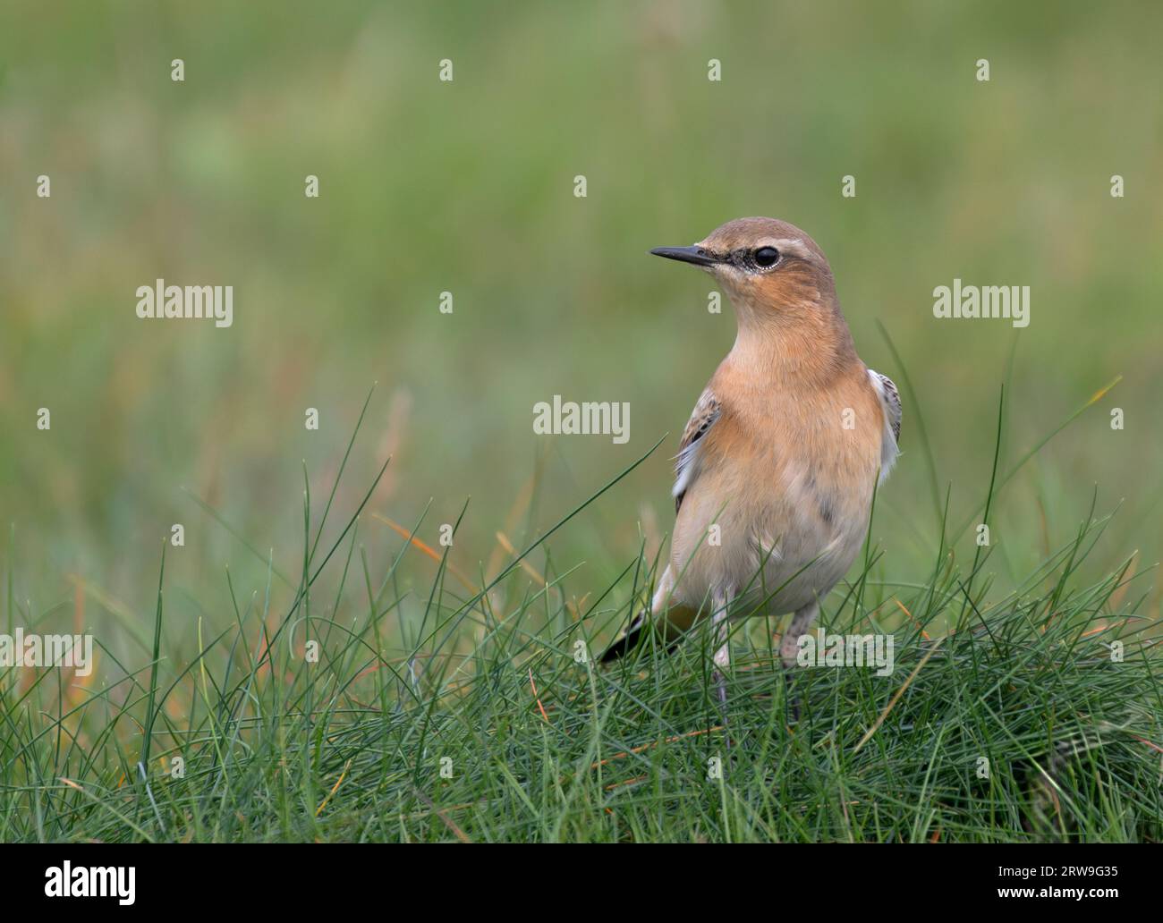 Una Wheatear femmina (Oenanthe oenanthe) a terra, Cornovaglia Foto Stock
