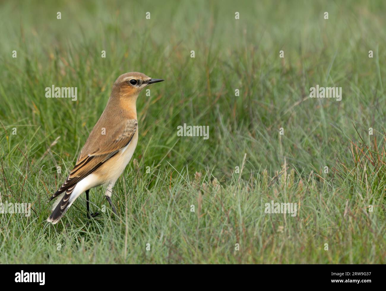 Una Wheatear femmina (Oenanthe oenanthe) a terra, Cornovaglia Foto Stock