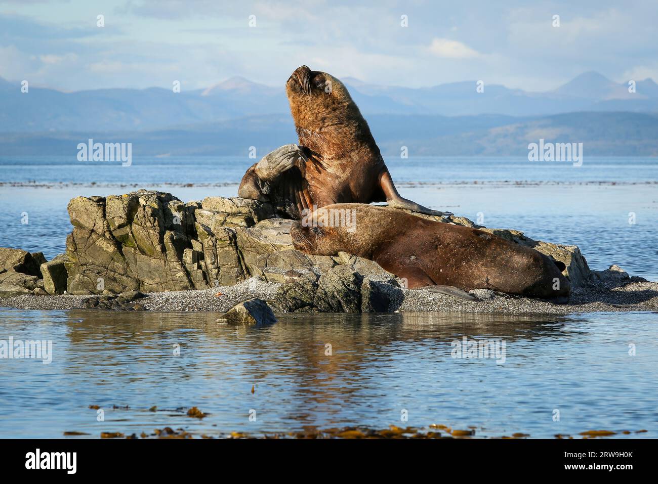 Enorme maschio leone marino sudamericano (Otaria flavescens), parco marino Francisco Coloane, area ambientale protetta per la ricerca scientifica, Patagonia Foto Stock