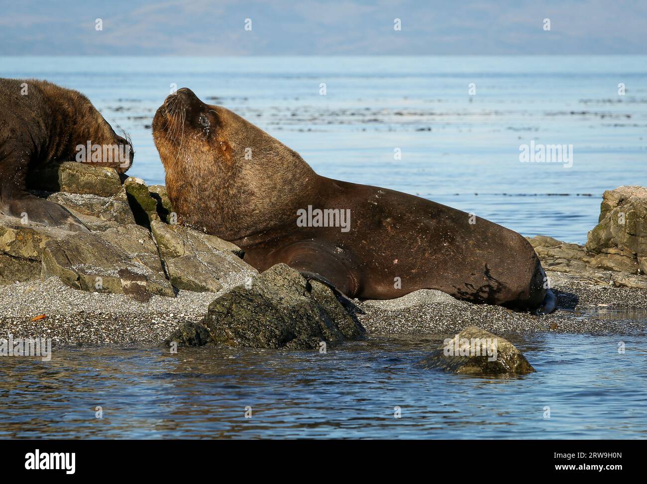 Enorme maschio leone marino sudamericano (Otaria flavescens), parco marino Francisco Coloane, area ambientale protetta per la ricerca scientifica, Patagonia Foto Stock