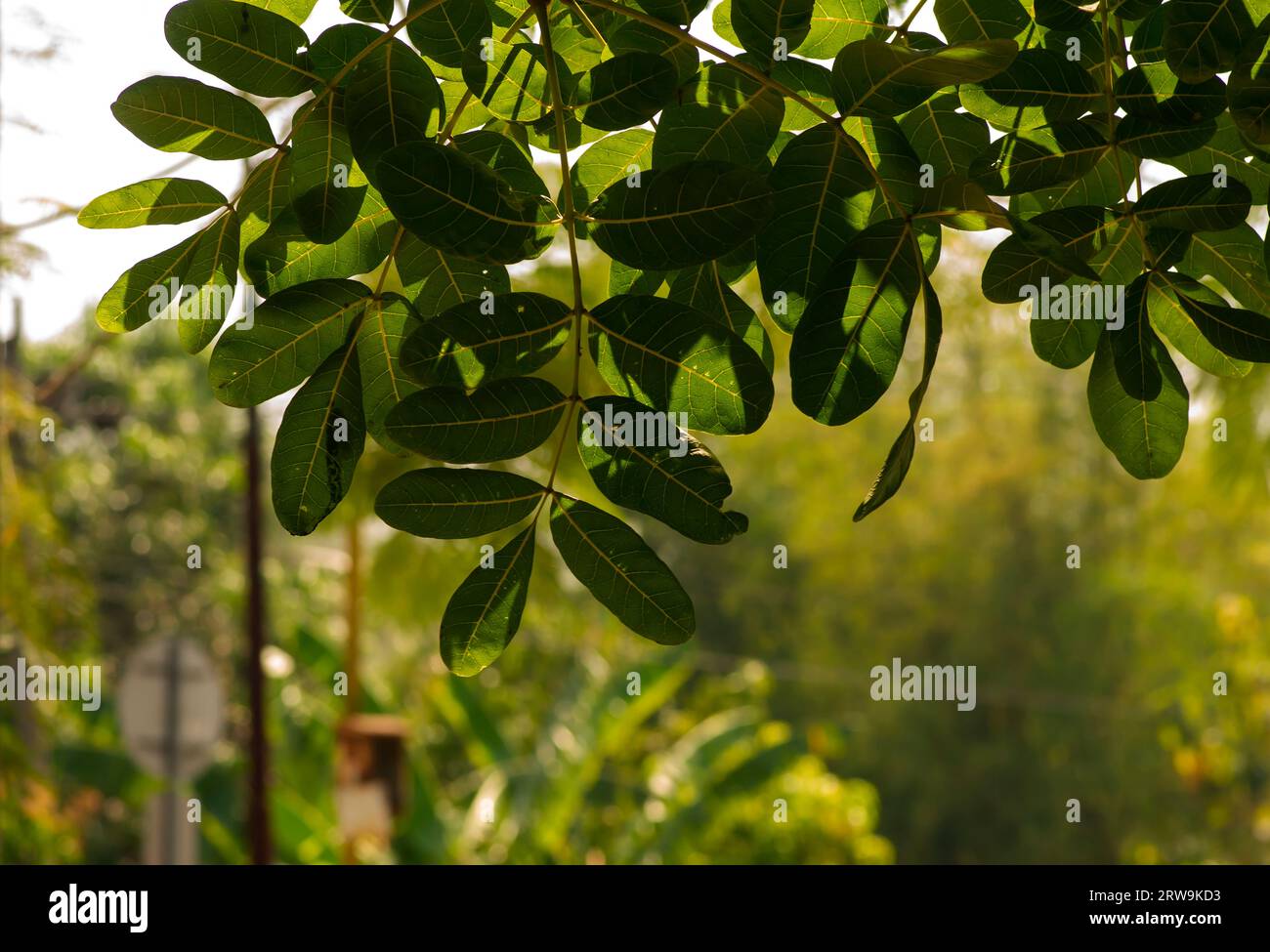 Beringin Iprik, Preh, Ficus retusa, Ficus truncata foglie verdi, messa a fuoco superficiale Foto Stock