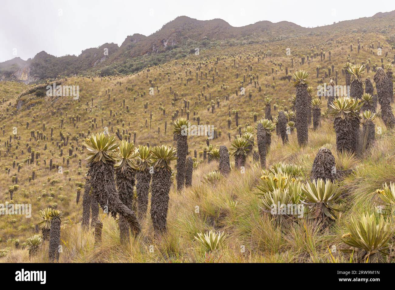 Paesaggio dell'ecosistema paramo nelle Ande della Colombia, Sud America. Foto Stock