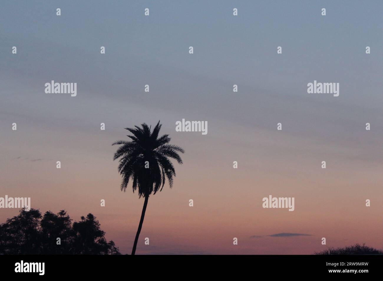 Spiaggia estiva al tramonto. Silhouette albero di palma. Los Angeles, California, Hollywood. Progettazione di social media, banner, poster, newsletter, pubblicità, foglia Foto Stock