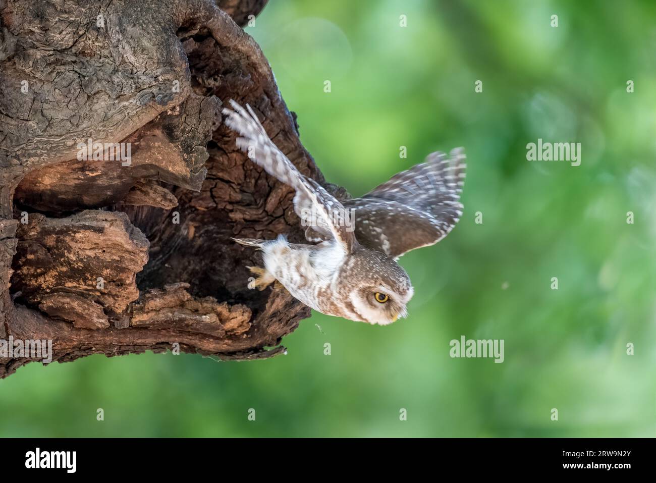 Il timido gufo macchiato vola via. Chandigarh, India: Le immagini ADORABILI mostrano un gufo timido e maculato che sbircia fuori da un ramo, mostrando la sua e giallo scintillante Foto Stock