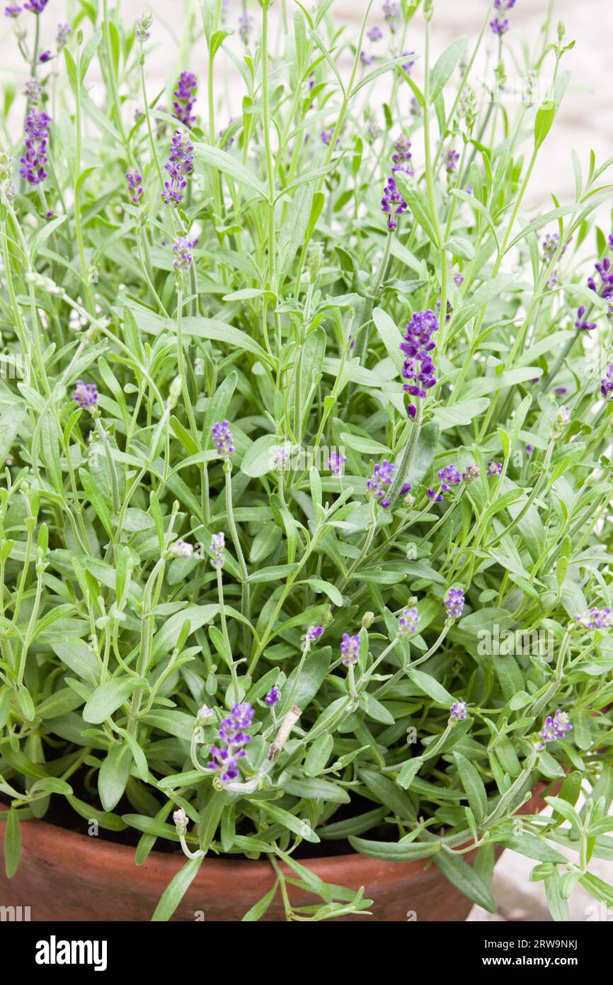 Lavendel, Lavanda Foto Stock