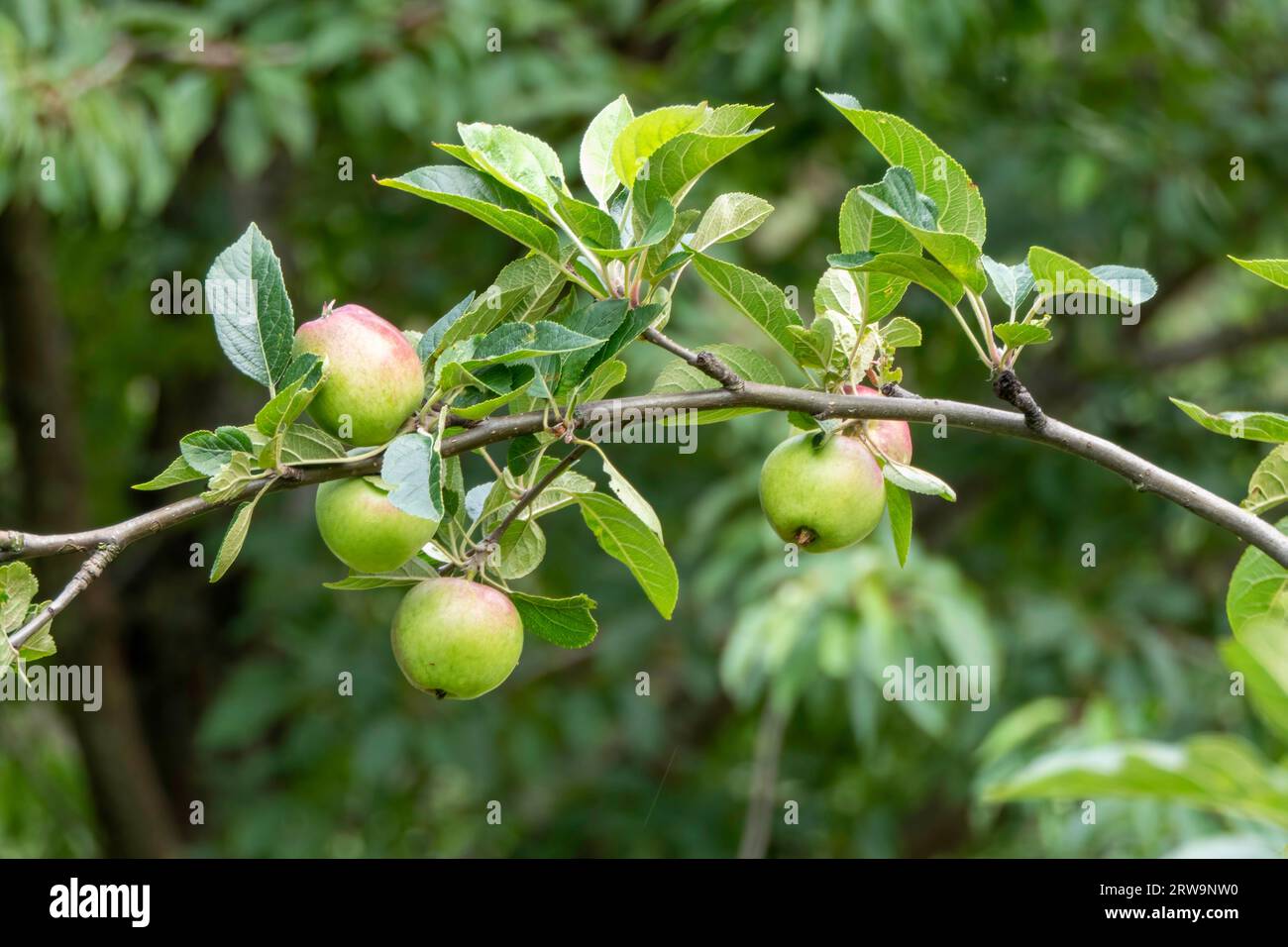 Primo piano di mele non mature appese a un ramo. Le mele sono verdi e iniziano con un colore rosso. Le foglie sono verdi e sane, e fornisce una str Foto Stock
