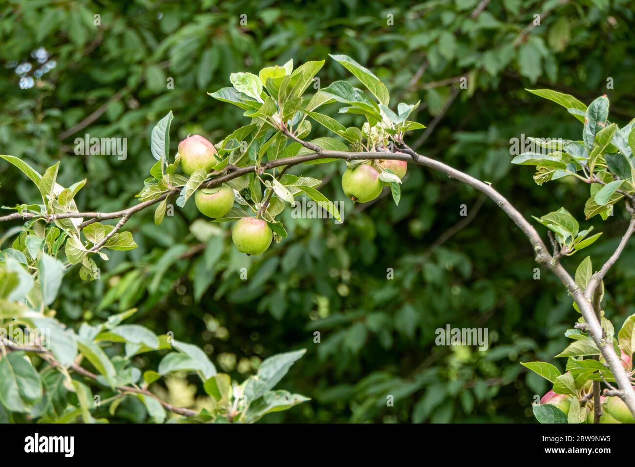 Primo piano di mele non mature appese a un ramo. Le mele sono verdi e iniziano con un colore rosso. Le foglie sono verdi e sane, e fornisce una str Foto Stock