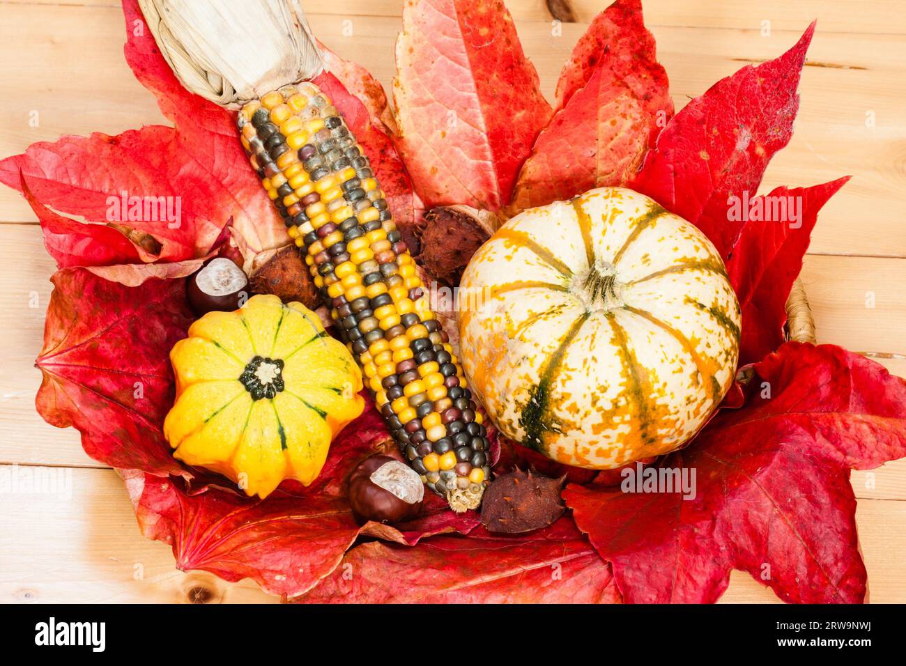 Herbstdekoration mit Kuerbissen und Maiskobben, decorazione in autunno con pannocchie di mais e zucca Foto Stock