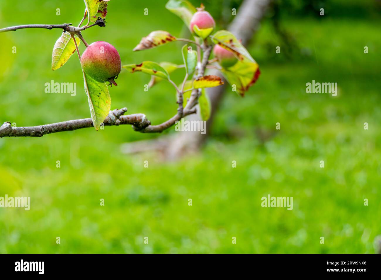 Primo piano di mele non mature appese a un ramo. Le mele sono verdi e iniziano con un colore rosso. Le foglie sono verdi e sane, e fornisce una str Foto Stock