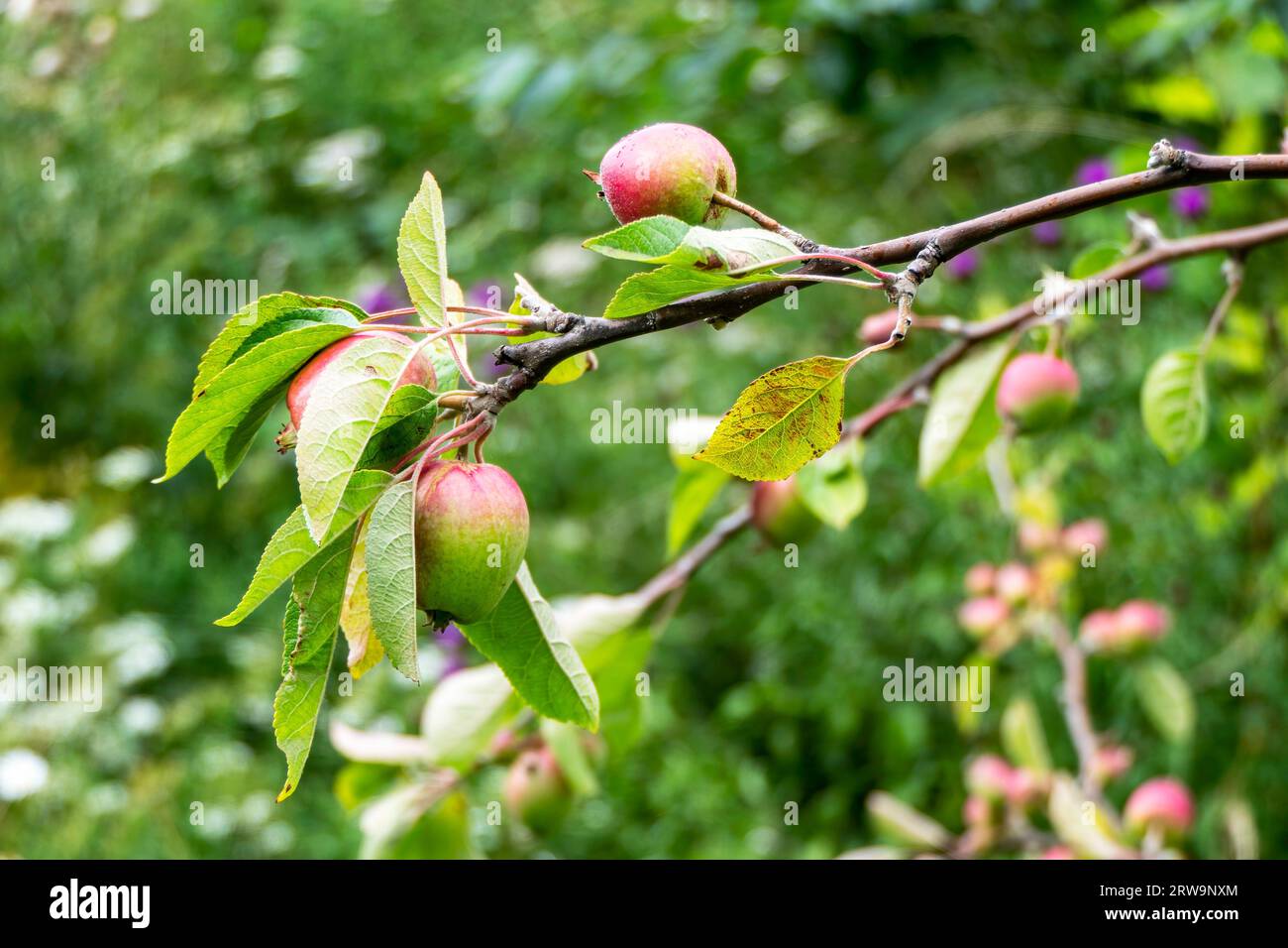 Primo piano di mele non mature appese a un ramo. Le mele sono verdi e iniziano con un colore rosso. Le foglie sono verdi e sane, e fornisce una str Foto Stock