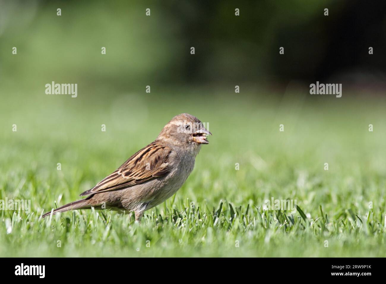 Passeri domestici femminili (Passer domesticus) che vanno in cerca di cibo sul prato Foto Stock