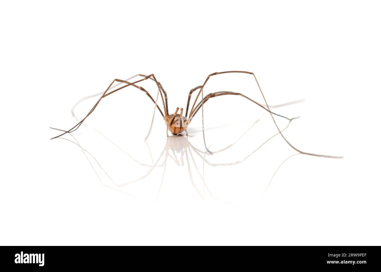 Un ragno, noto anche come Daddy Longlegs o Harvestman (Opiliones) su sfondo bianco con riflesso Foto Stock