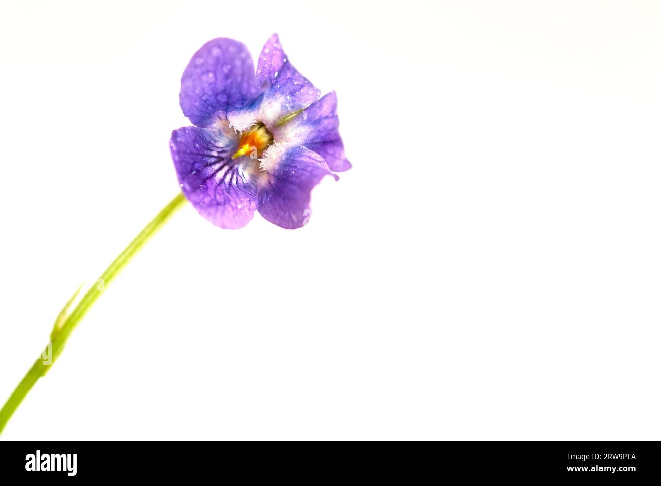 Primo piano di una fioritura violetta ritagliata su uno sfondo bianco primo piano della fioritura viola davanti al bianco Foto Stock