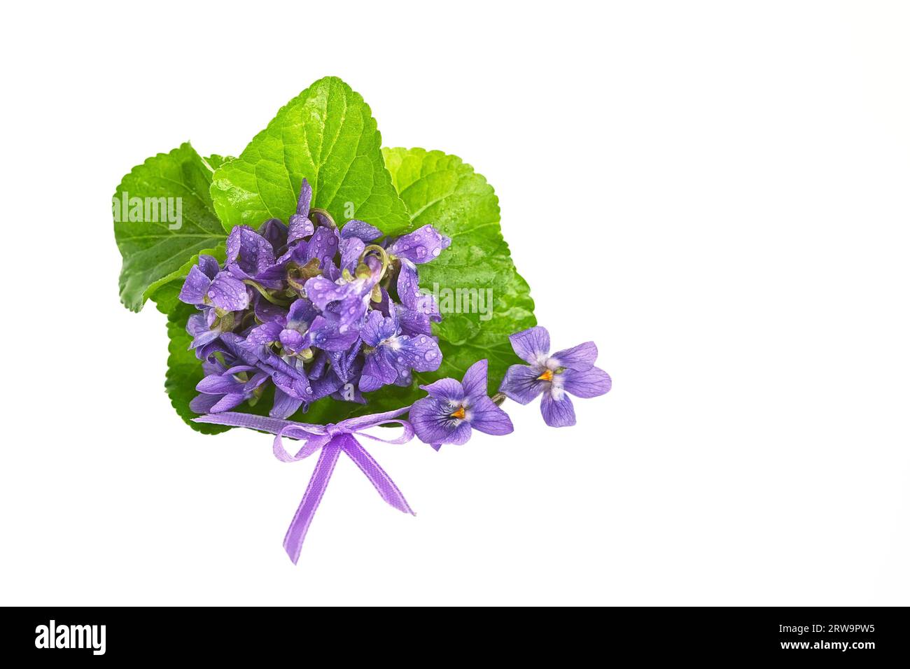 Un bouquet di violette con fiocco ritagliato su sfondo bianco. Foto in studio con spazio copia. Un mazzo viola con ansa perfettamente davanti al bianco Foto Stock