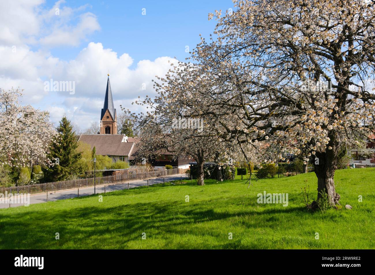 Ciliegio in fiore a Ilsenburg, Harz, Sassonia-Anhalt, Germania, Europa Foto Stock