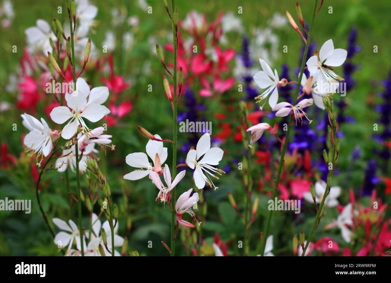 Splendide candele bianche davanti a piante in fiore rosse, blu e bianche in un giardino, foto full-frame con profondità di campo Foto Stock