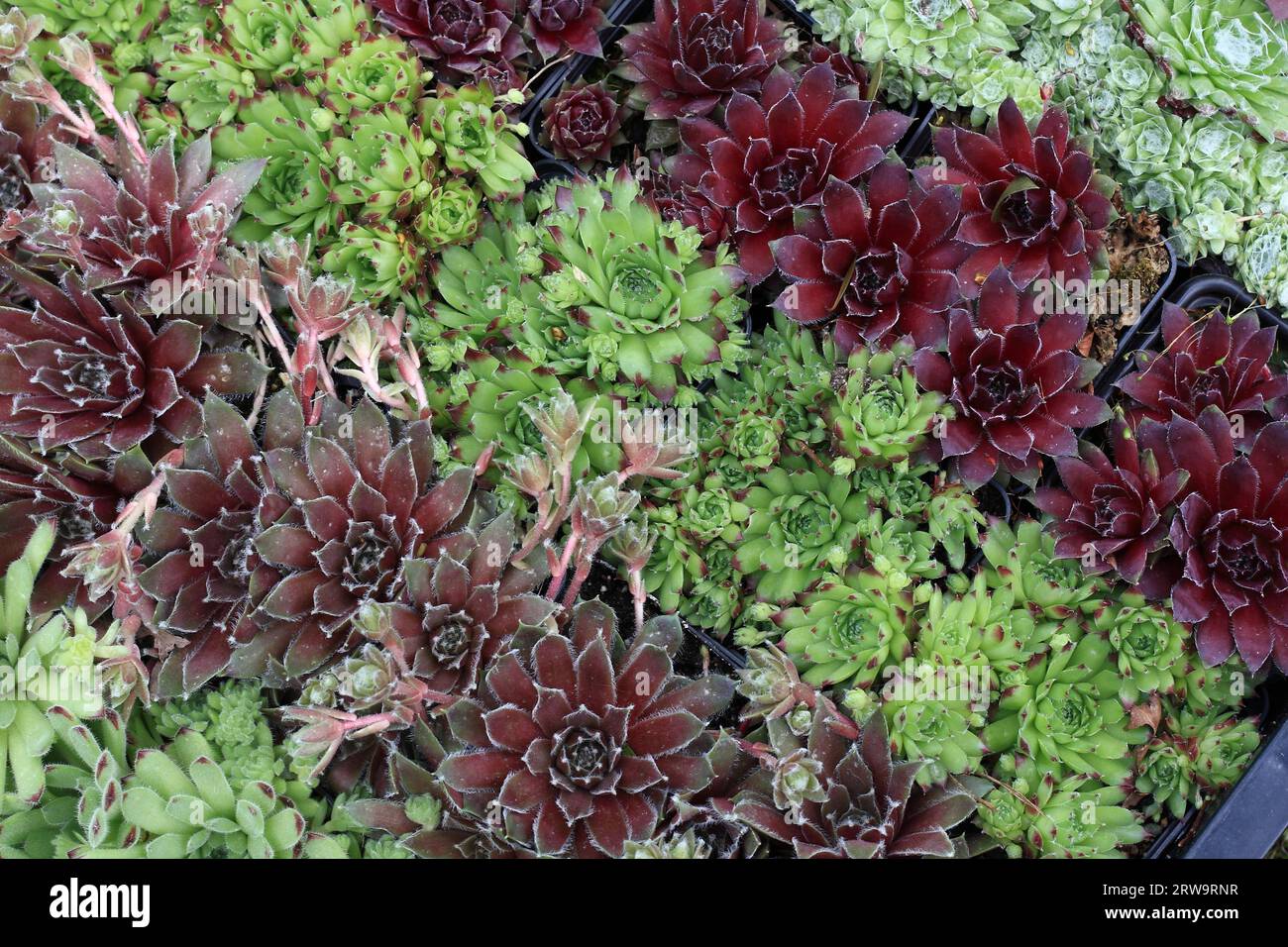 Diverse varietà di stonecrop, fotografate in formato completo Foto Stock