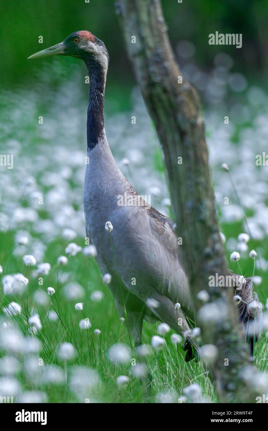 Gru, dopo il periodo di migrazione, gli uccelli spesso svernano in un paese aperto (gru eurasiatica) (gru foto comune (Grus grus) tra erba di cotone) Foto Stock