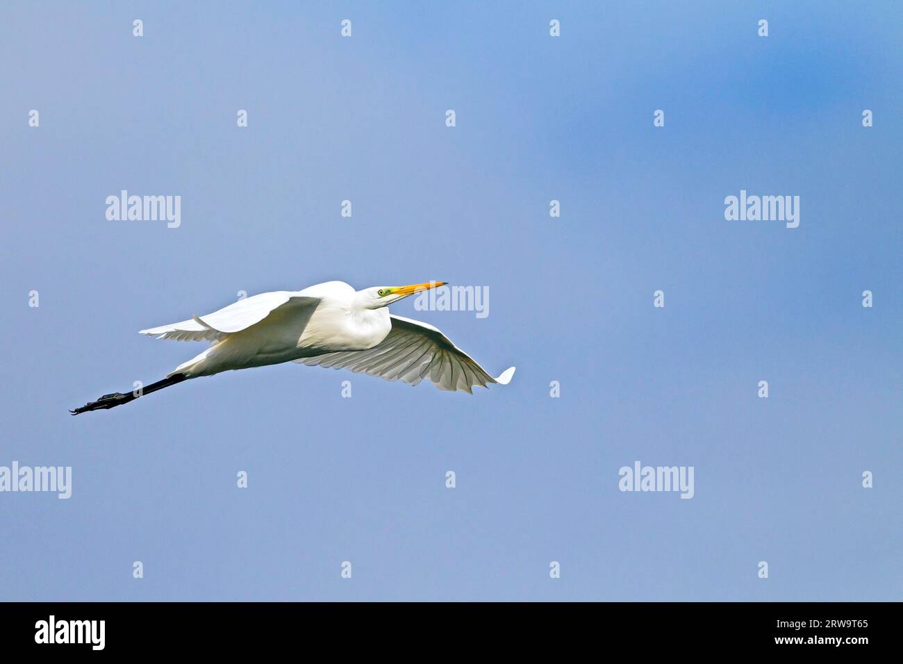 Grande egretta (Ardea alba), una covata all'anno è normale (Egret grande) (foto grande Egret uccello adulto in volo), una covata all'anno è normale (foto Foto Stock