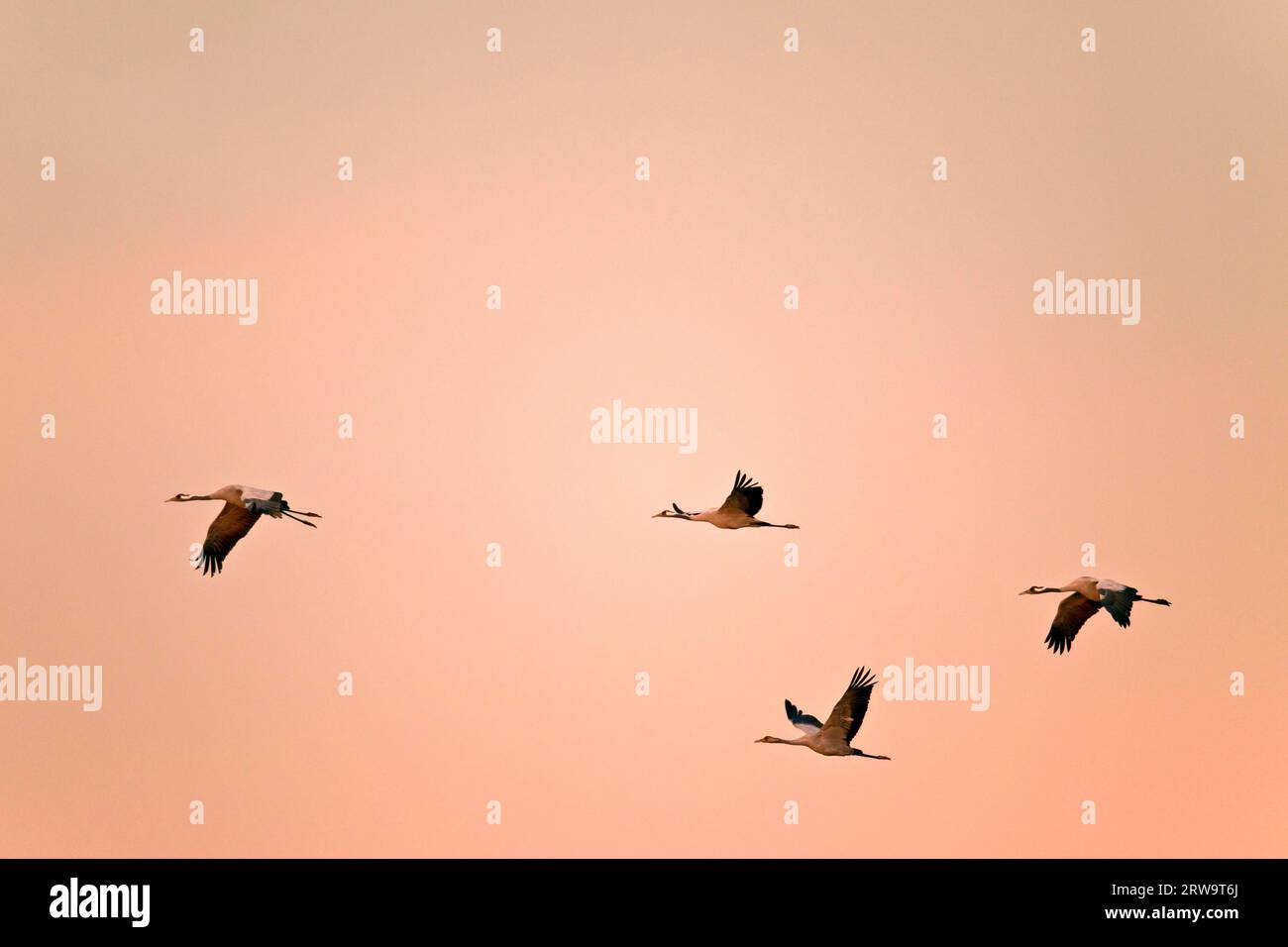 Gru, dopo il periodo di migrazione, gli uccelli svernano spesso in un paese aperto (gru eurasiatica) (foto gru comuni (Grus grus) caduta migrazione) Foto Stock