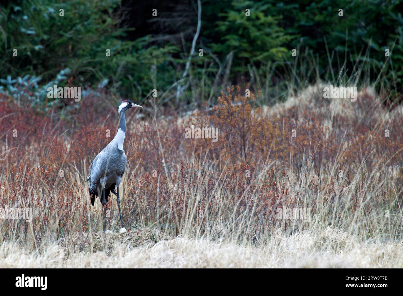 Le gru un tempo erano considerate uccelli della fortuna (gru comune (Grus grus) Foto Stock