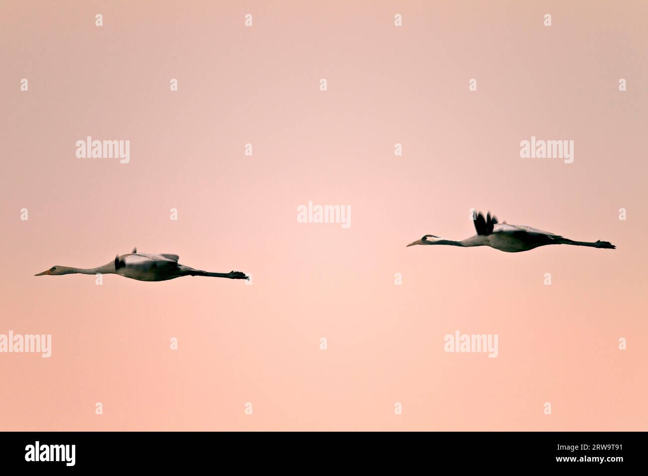 Gru, il periodo di incubazione è di circa 30 giorni (gru comune (Grus grus) Foto Stock