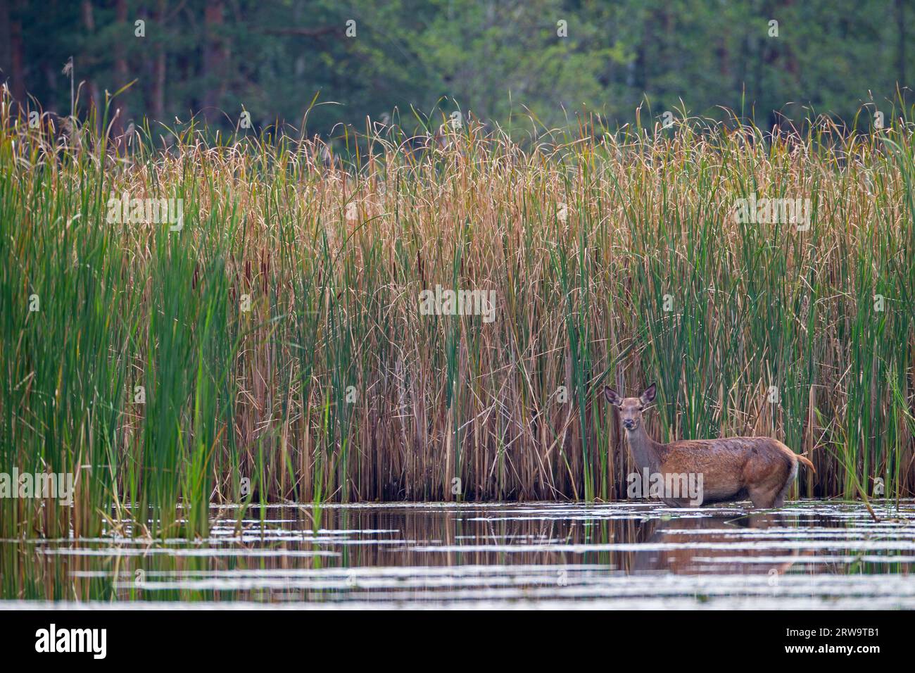 Cervo rosso (Cervo elafo), dopo alcuni giorni la prole segue la madre (foto cervo rosso attraversa uno stagno), cervo rosso, il periodo di gestazione è 230 Foto Stock
