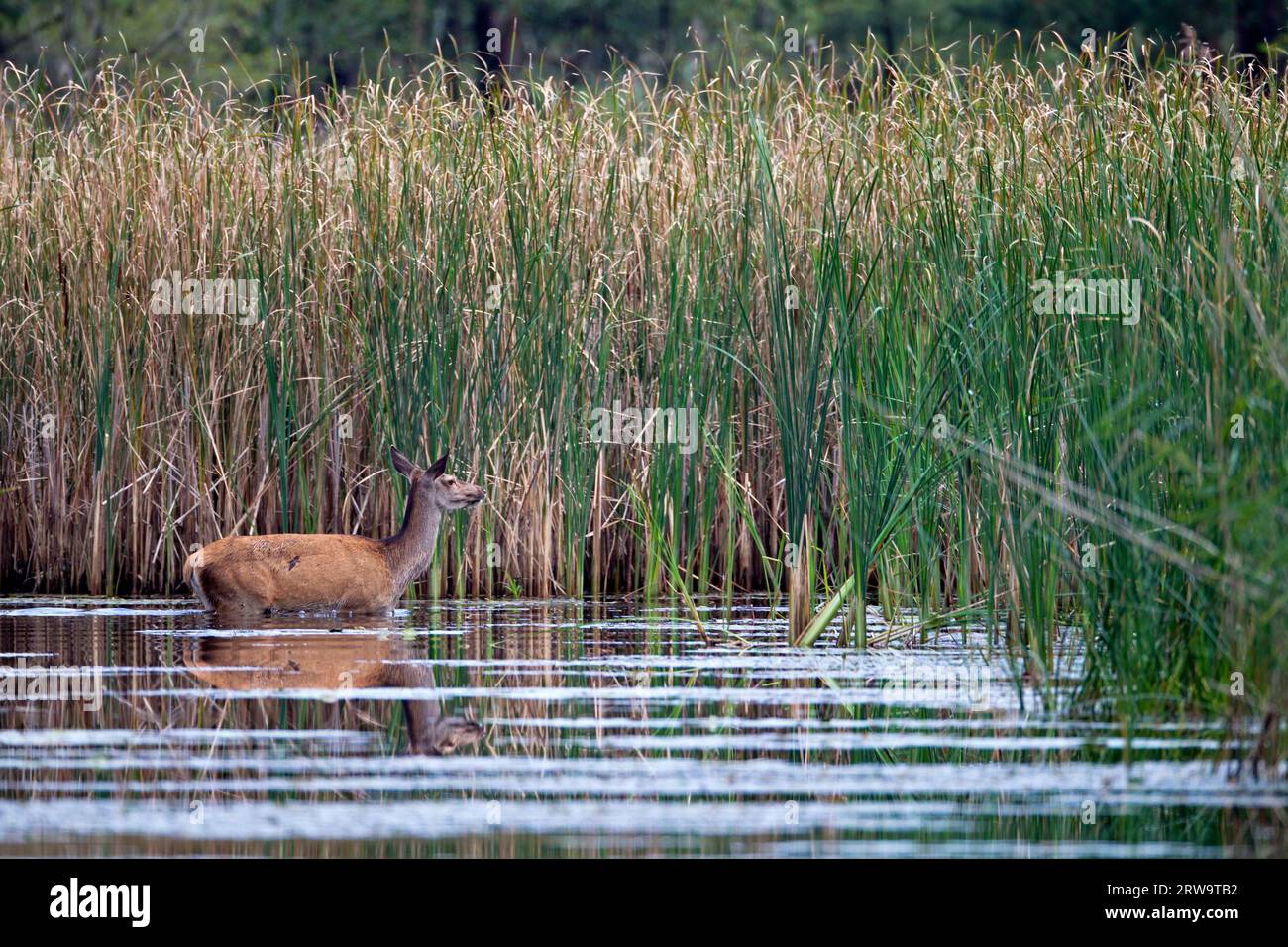 Cervo rosso (Cervo elafo), dopo alcuni giorni la prole segue la madre (foto cervo rosso attraversa uno stagno), cervo rosso, il periodo di gestazione è 230 Foto Stock