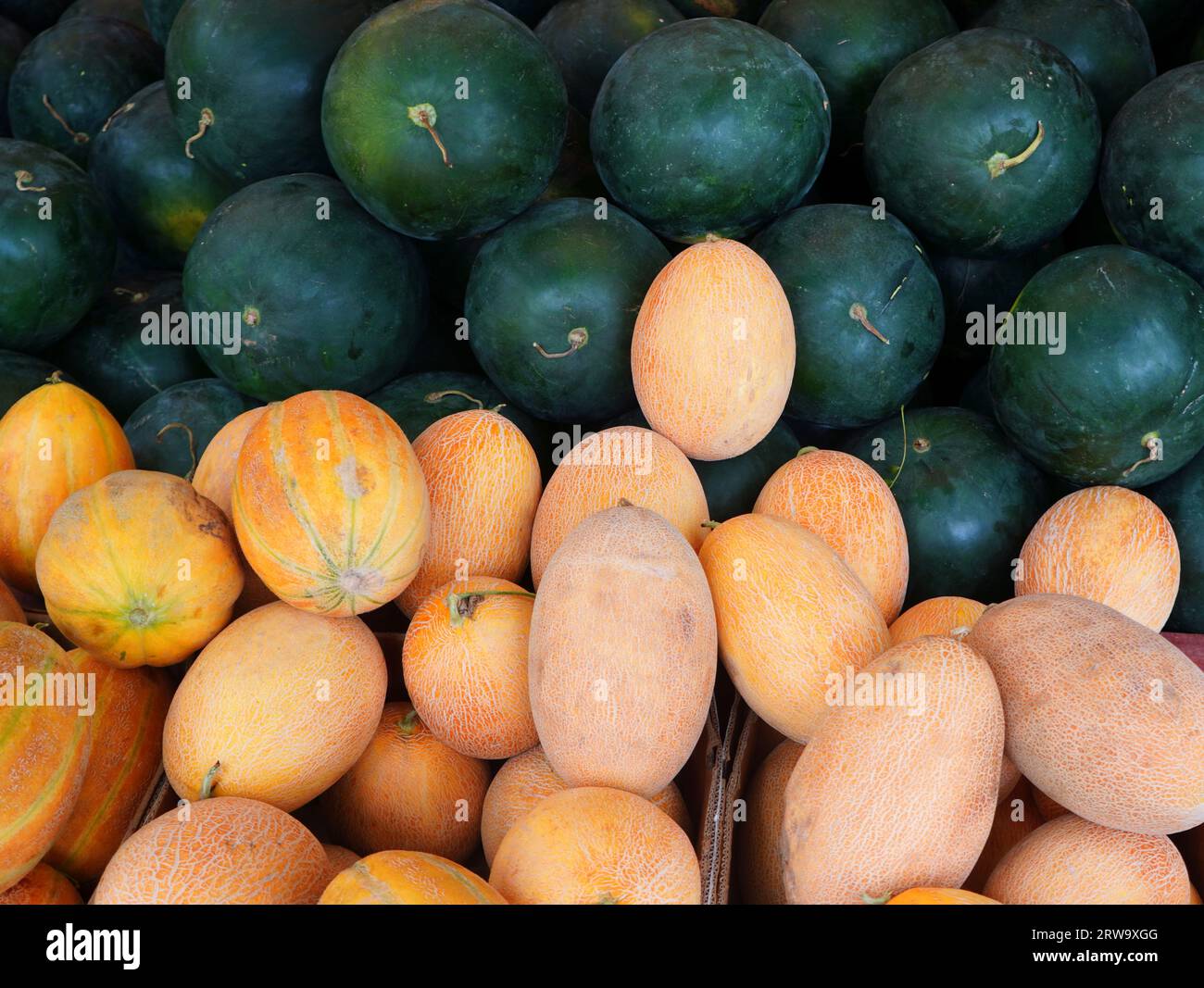 Pila di meloni gialli maturi e freschi e di cocomeri verdi sul mercato agricolo Foto Stock