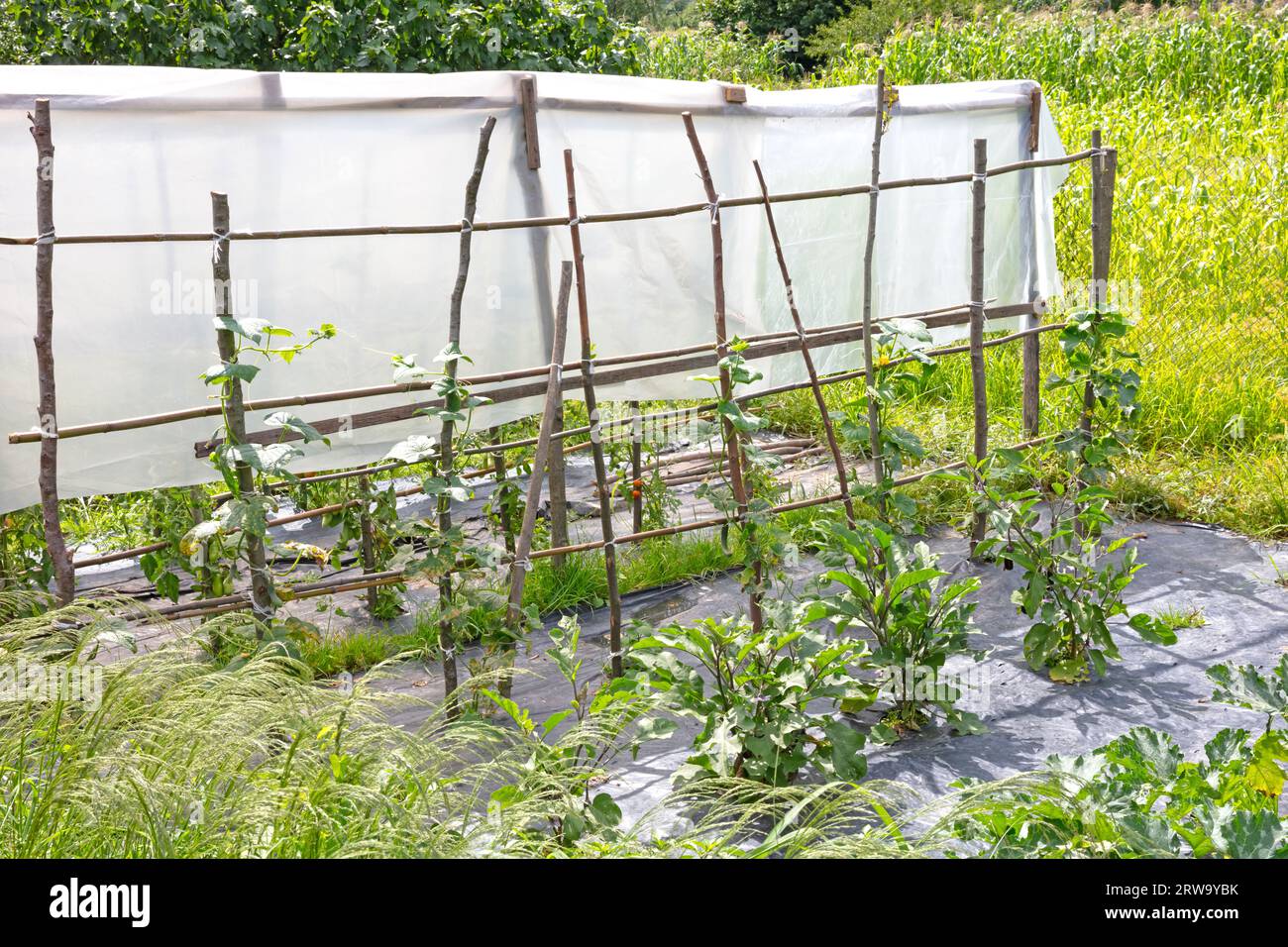 Coltivare il proprio cibo in un giardino privato, Italia Foto Stock