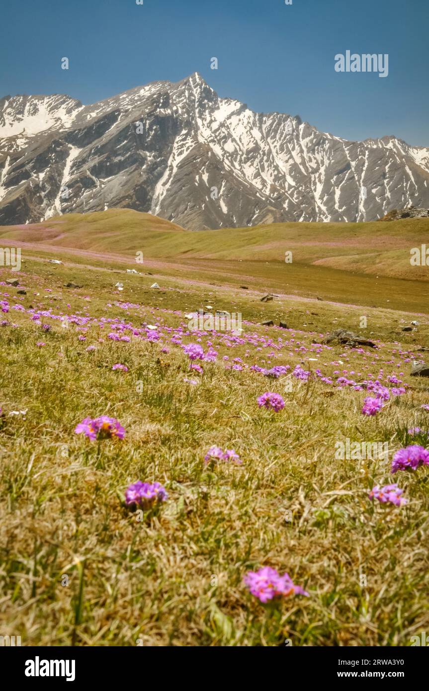 Foto di verde con fiori viola e montagne rocciose con cime innevate in lontananza a beni in Nepal Foto Stock