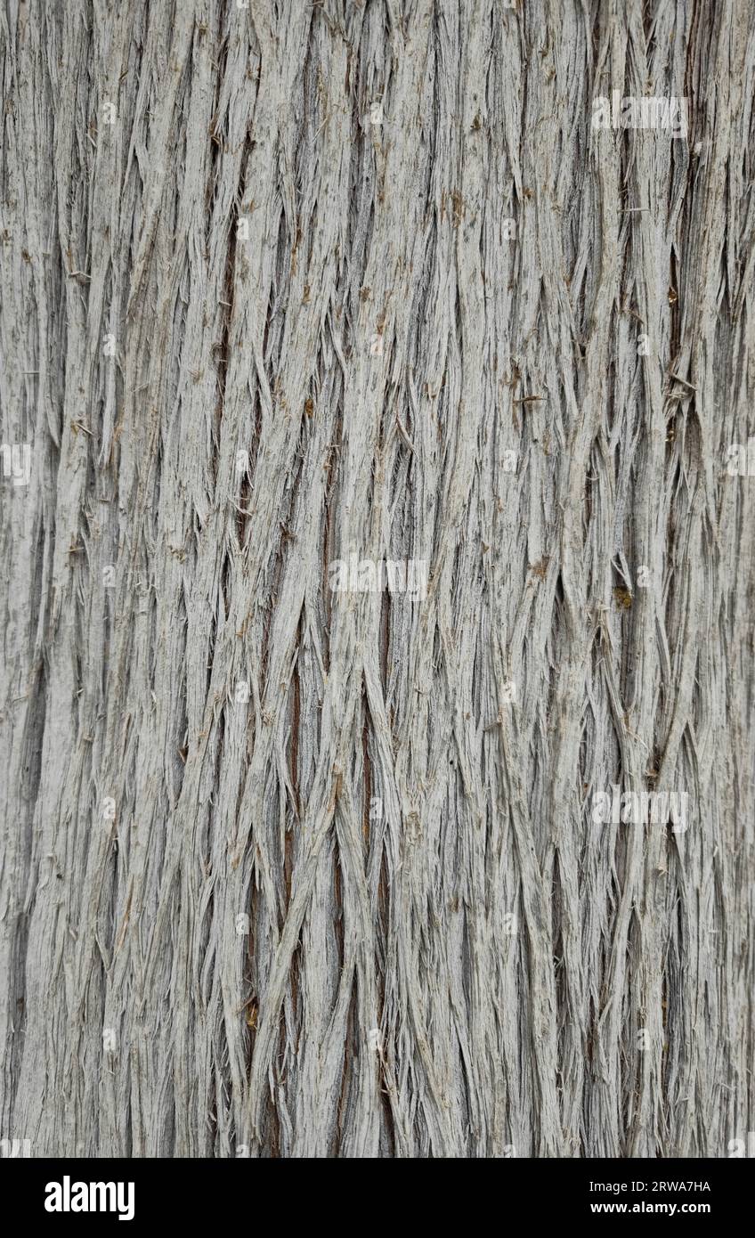 corteccia di un vecchio e grande cipresso sfondo da primo piano Foto Stock