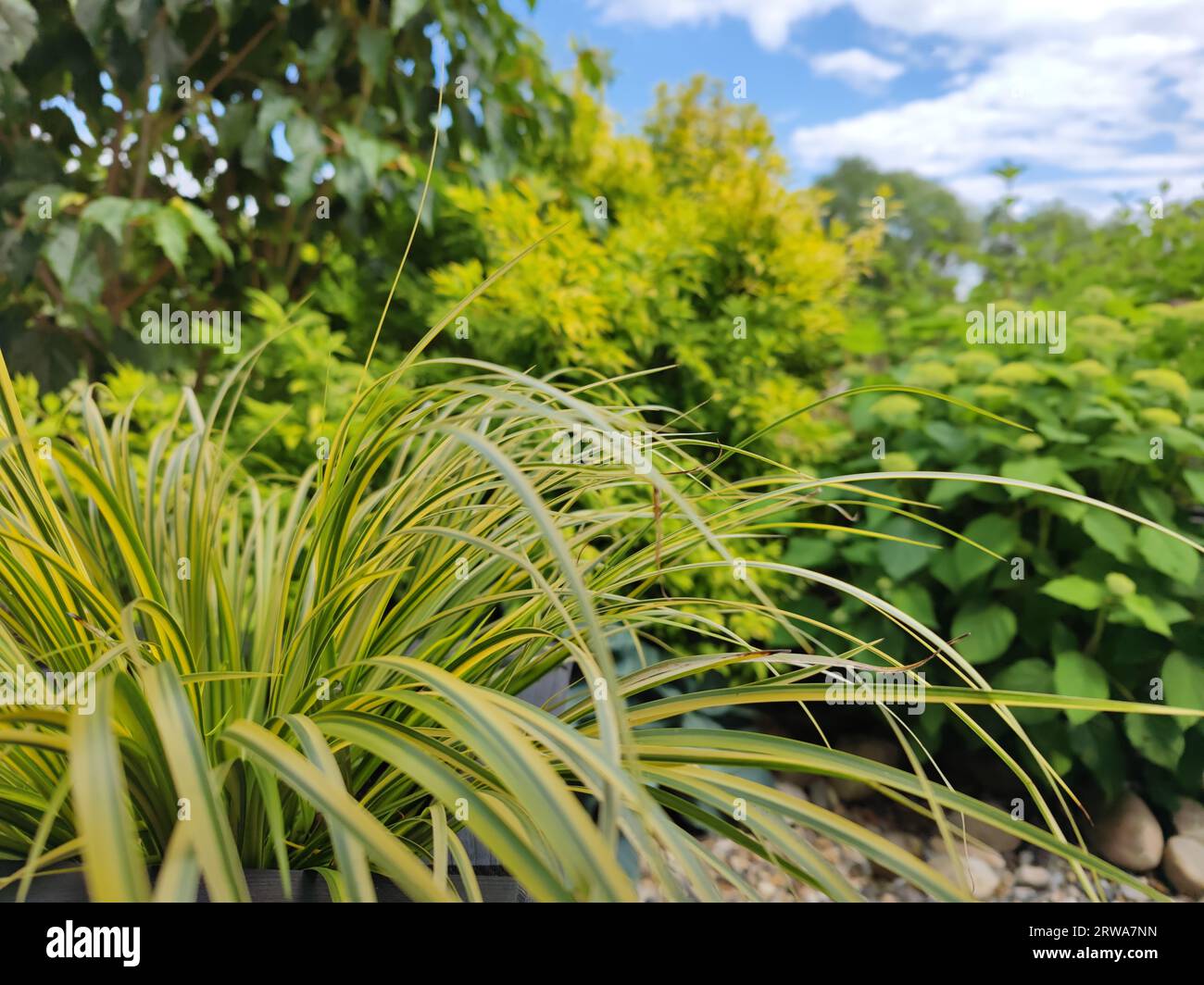 lame d'erba a strisce verdi e gialle in un giardino soleggiato Foto Stock