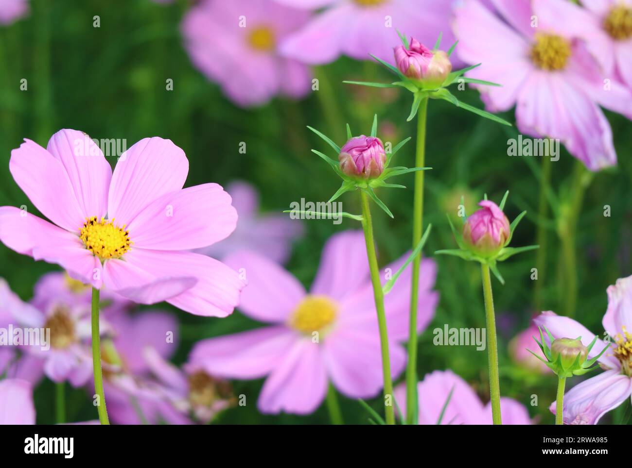Campo di splendidi fiori e boccioli di Aster messicani Foto Stock