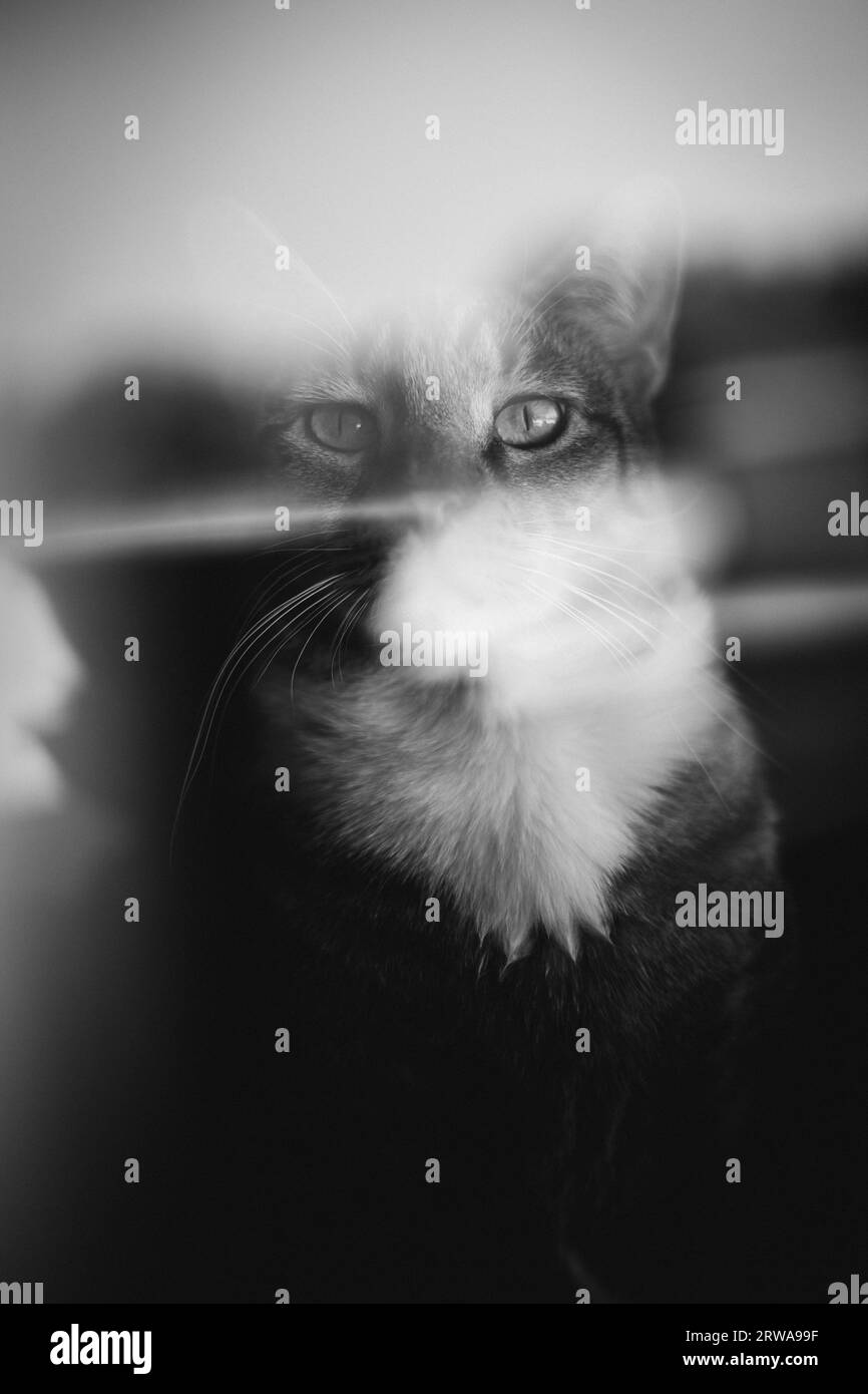 Foto in bianco e nero di un gatto, parzialmente sfocata e sfocata Foto Stock