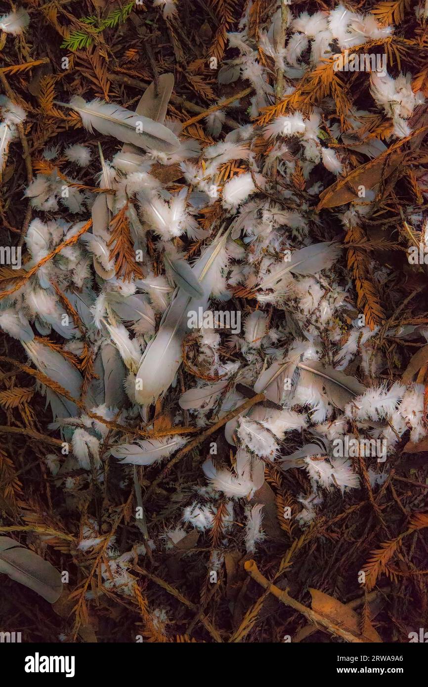 Primo piano dei rami White Bird Feathers e Redwood Tree Foto Stock