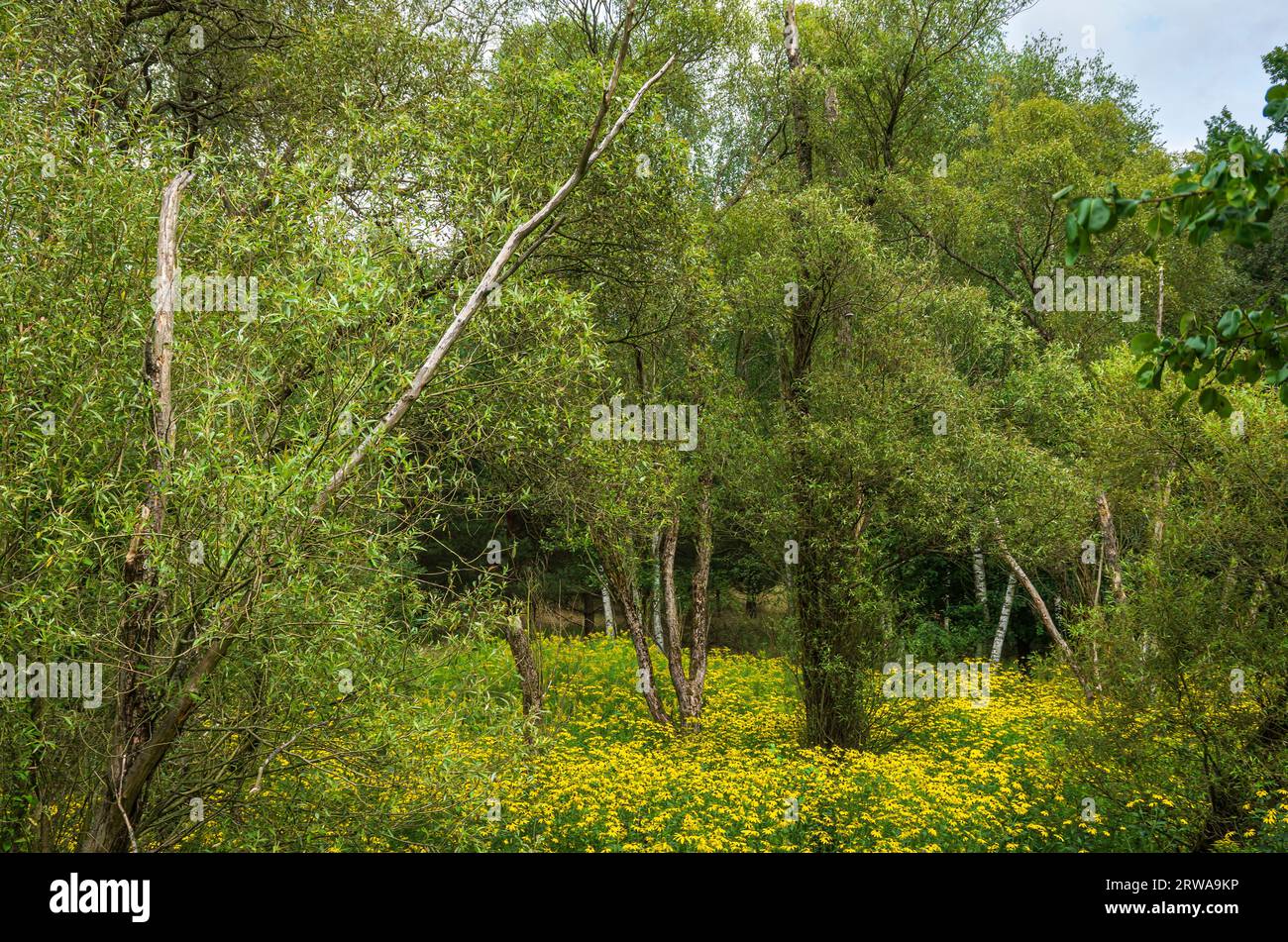 Paesaggio pittoresco e vegetazione nella riserva naturale di Königsbrücker Heide, Königsbrück, Lusazia occidentale, Sassonia, Germania. Foto Stock