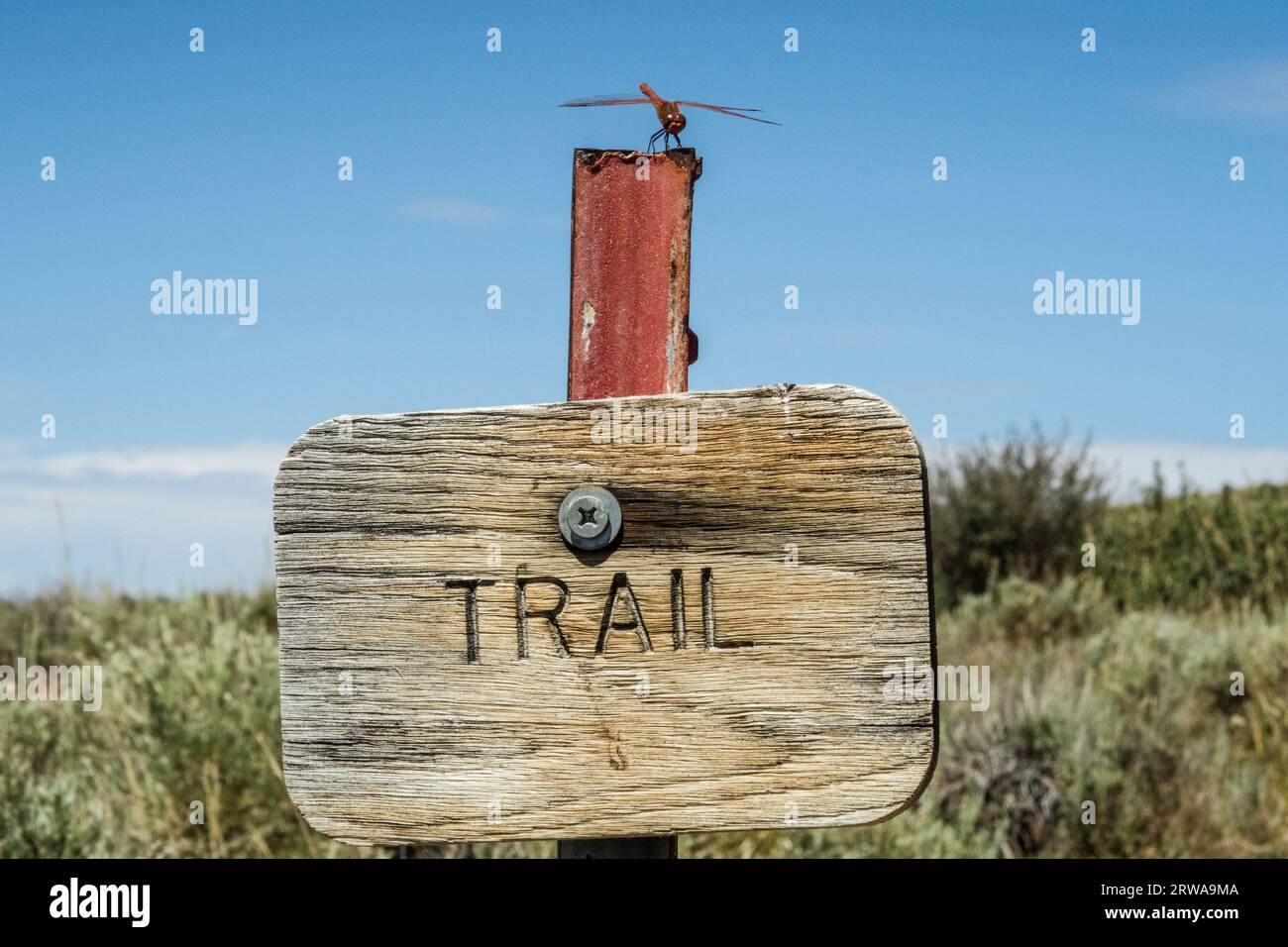 Dragonfly si trova in cima al cartello lungo il Ruby Crest National Recreation Trail, Elko, Nevada, USA Foto Stock