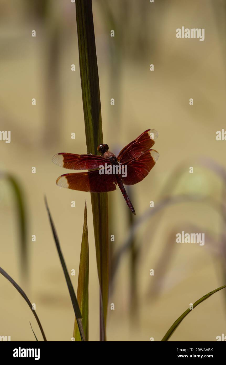 Una libellula poggia su una pianta di riso. Le ali sono di colore pastello rosso su uno sfondo giallo pastello sfocato bokeh. Foto Stock