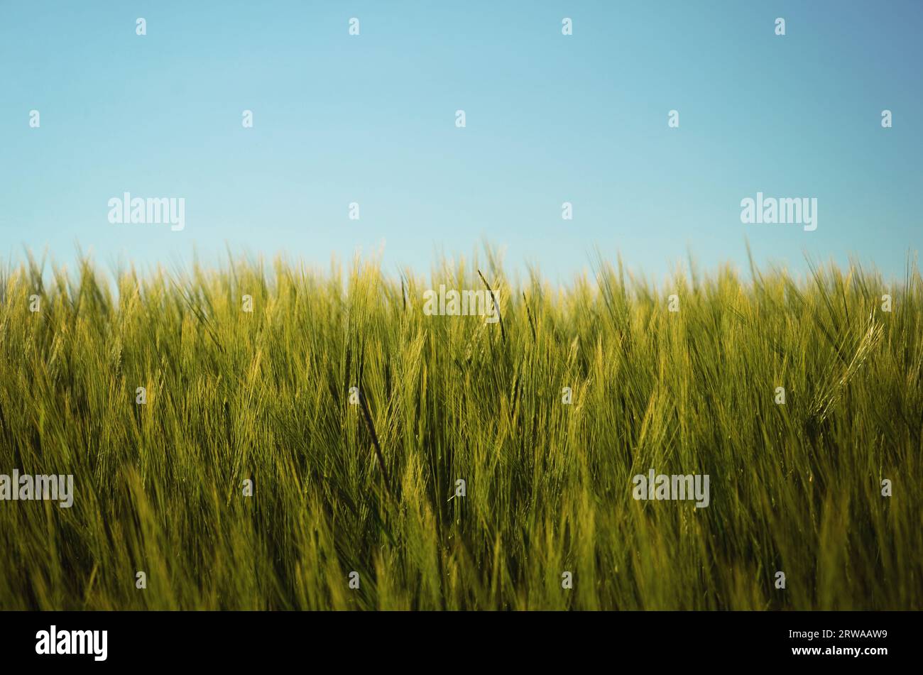 Un bellissimo campo di grano in estate Foto Stock