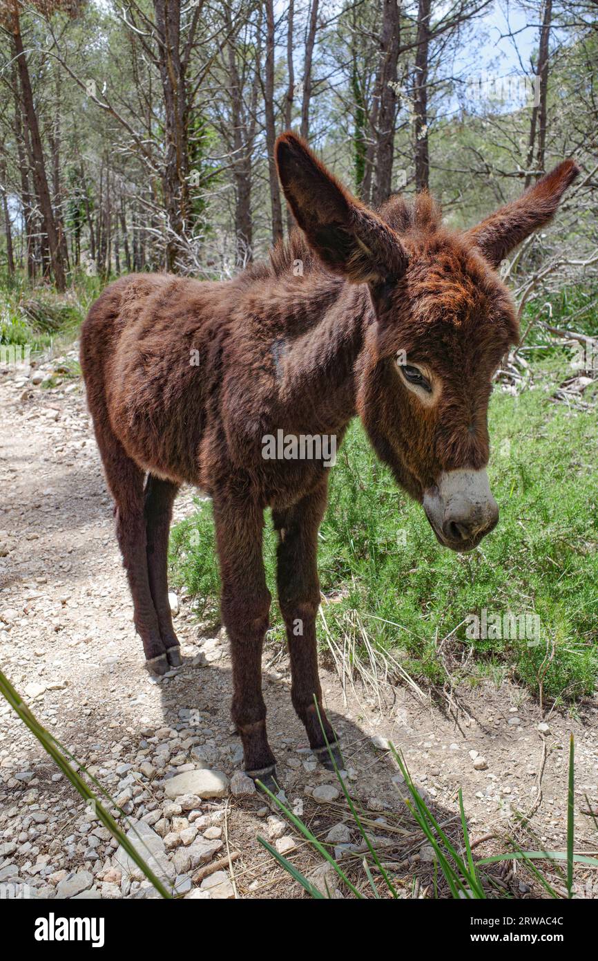Mallorca, Spagna - 12 giugno 2023: Un asino che pascolava in un bosco nei Monti Tramuntana, Mallorca Foto Stock