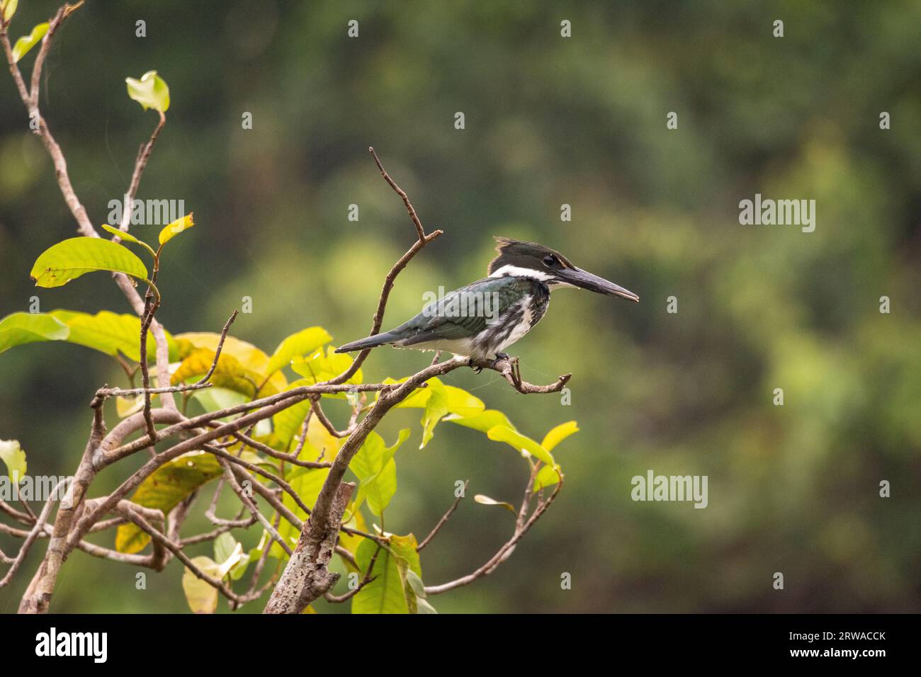 Ammira il bellissimo Amazon Kingfisher (Chloroceryle amazona) sull'albero Foto Stock