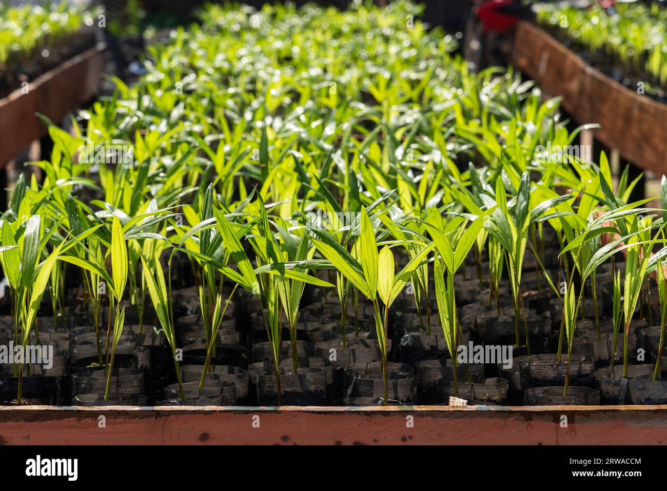 Splendida vista sulle piantine del vivaio delle piante nella foresta pluviale amazzonica Foto Stock