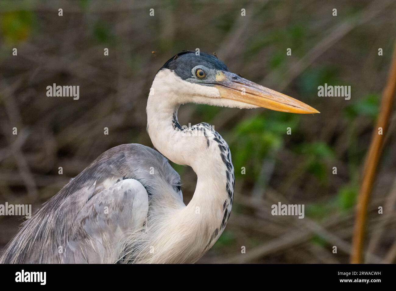 Splendida vista su Cocoi Heron (Ardea Cocoi) su un albero verde Foto Stock