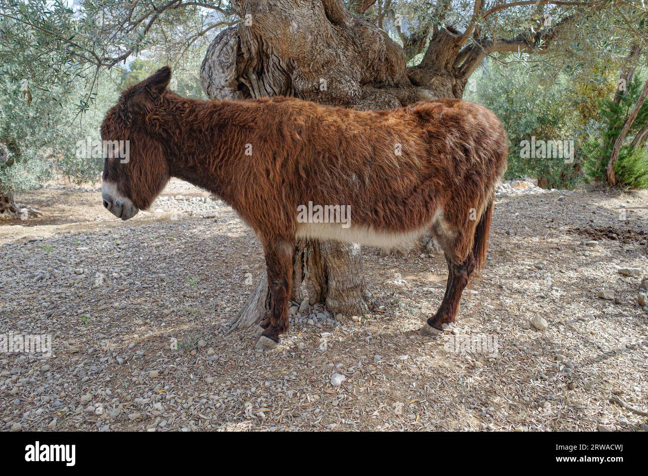Mallorca, Spagna - 12 giugno 2023: Un asino che pascolava in un bosco nei Monti Tramuntana, Mallorca Foto Stock